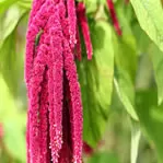 amaranth