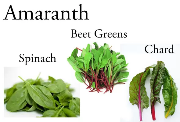 Amaranth: Why @BlenderBabes Wants You to Rotate Your Greens