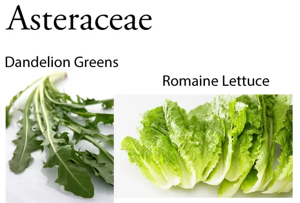 Asteraceae: Why @BlenderBabes Wants You to Rotate Your Greens