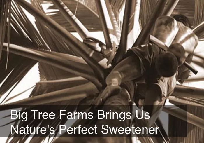 Big Tree Farms Brings Us Nature's Perfect Sweetener by @BlenderBabes