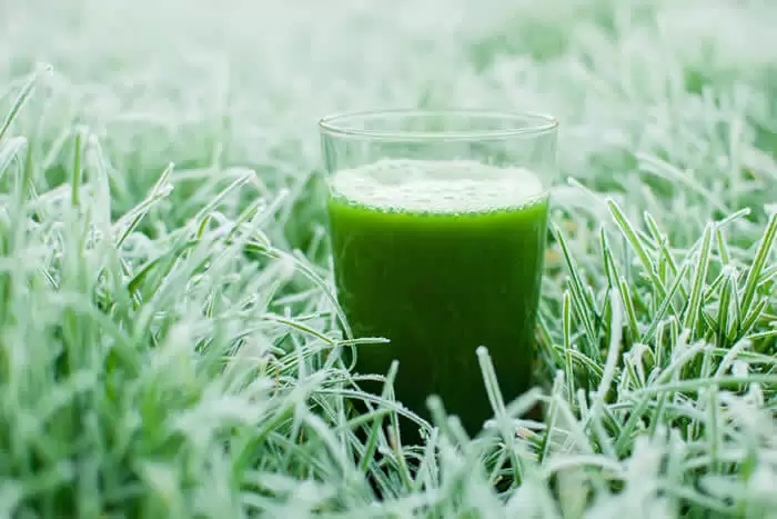 Joe Rogan Kale Green Smoothie Shake