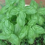 basil