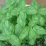 basil