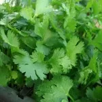 cilantro