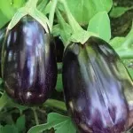 eggplant