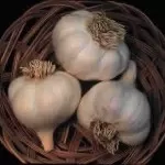 garlic