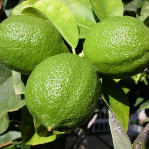 Top Alkaline Foods From A to Z Get to know the Latest in Blender Babes