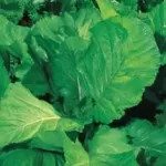 mustard greens