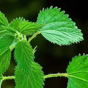 nettle