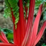 rhubarb