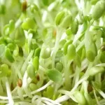 sprouts