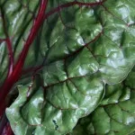 swiss chard